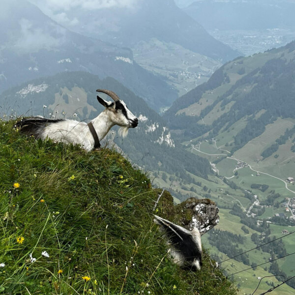 Natuerlich Nidwalden Kaeserei Odermatt Impressionen 08