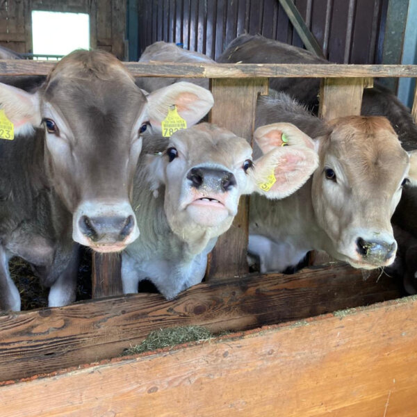 Natuerlich Nidwalden Kilchbuehl Hofglace Impressionen 03