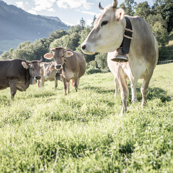 Natuerlich Nidwalden Molki Stans Impressionen 04