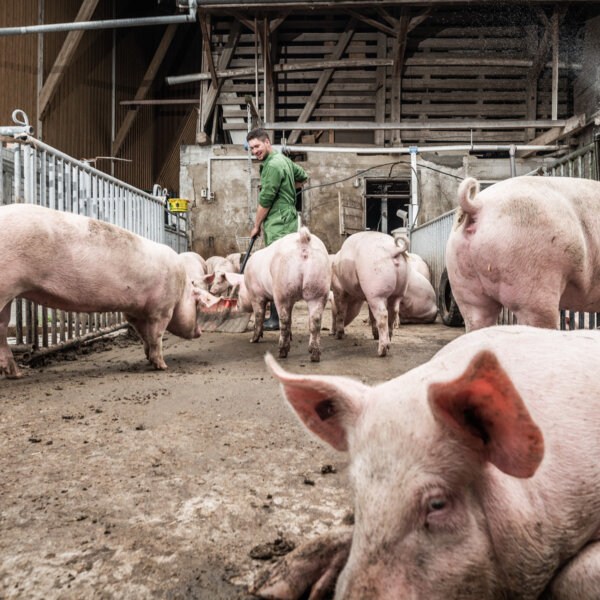 Natuerlich Nidwalden Muh und Meh Impressionen 03