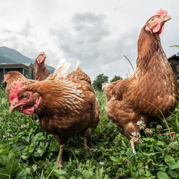 Natuerlich Nidwalden Muh und Meh Impressionen 04