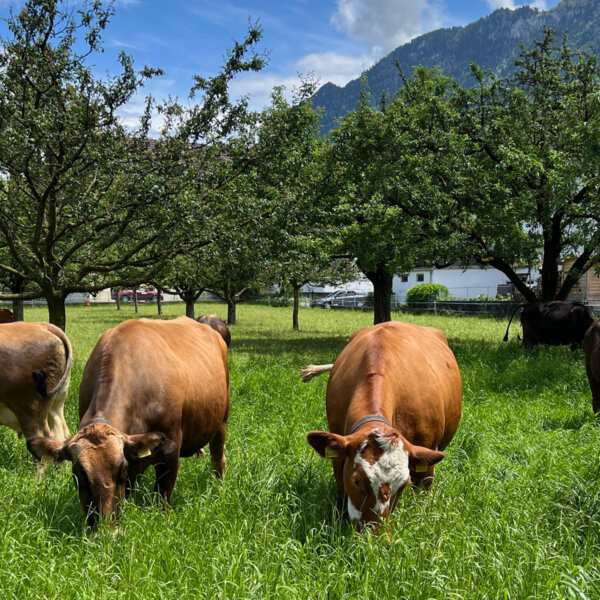 Natuerlich Nidwalden Muh und Meh Impressionen 07
