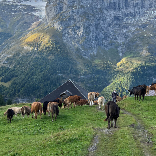 Natuerlich Nidwalden Muh und Meh Impressionen 09