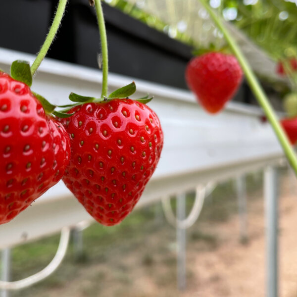 Natuerlich Nidwalden Obermisli Impressionen 02