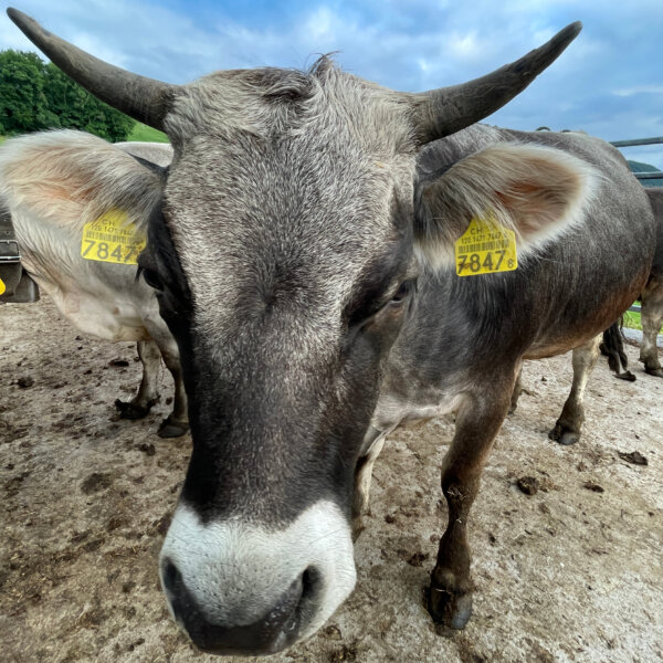 Natuerlich Nidwalden Obermisli Impressionen 04