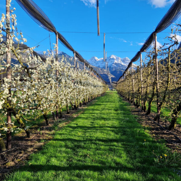 Natuerlich Nidwalden Obsthuis Krummenacher Impressionen 01