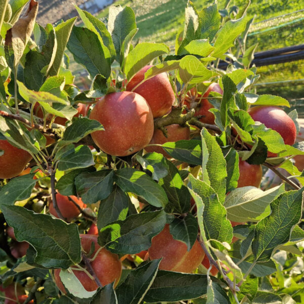 Natuerlich Nidwalden Obsthuis Krummenacher Impressionen 03