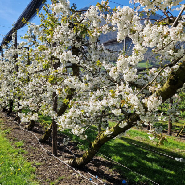 Natuerlich Nidwalden Obsthuis Krummenacher Impressionen 05