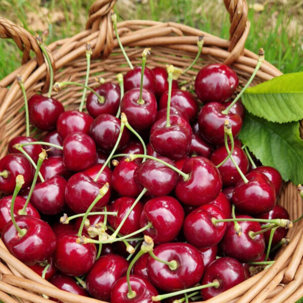 Natuerlich Nidwalden Obsthuis Krummenacher Impressionen 06