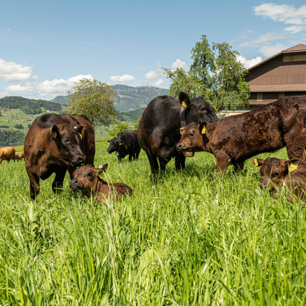 Natuerlich Nidwalden Paradies Impressionen 01