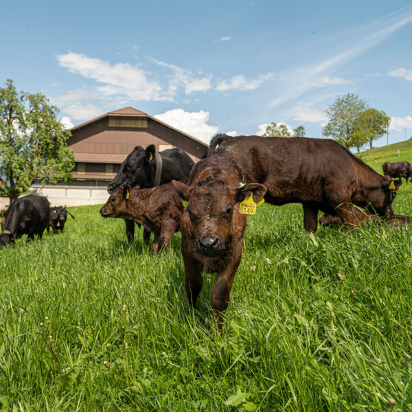 Natuerlich Nidwalden Paradies Impressionen 03
