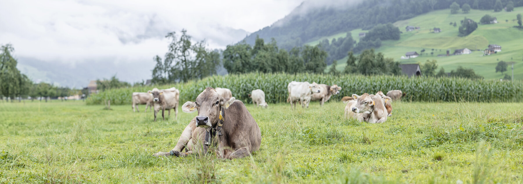 Natuerlich Nidwalden Stanserboden Hero