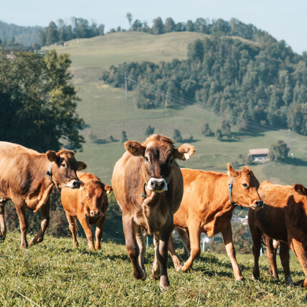 Natuerlich Nidwalden Wanghof Angebote 04