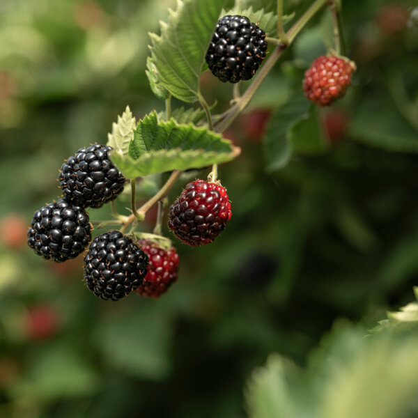 Natuerlich Nidwalden Werte Herkunft